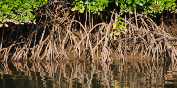Drzewa mangrowe rosną w słonej wodzie - Ciekawostki Najwyższy wodospad świata ma prawie 11 km szerokości – poznaj wodospad Khone