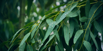 Eukaliptusy z Australii sięgają 150 metrów wysokości - Ciekawostki Najwyższy wodospad świata ma prawie 11 km szerokości – poznaj wodospad Khone