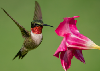 Najwyższy wodospad świata ma prawie 11 km szerokości – poznaj wodospad Khone