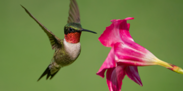 Koliber hawajski. Najmniejszy ptak świata waży zaledwie 1,6 grama - Ciekawostki Najwyższy wodospad świata ma prawie 11 km szerokości – poznaj wodospad Khone