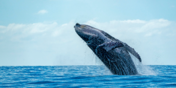 Wieloryb błękitny waży tyle co 18 słoni - Ciekawostki Najwyższy wodospad świata ma prawie 11 km szerokości – poznaj wodospad Khone